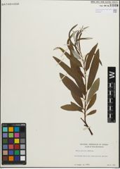 Foto von Salix pellita (Andersson) Bebb